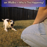 STR- My Dog Lunges at People on Walks — Why Is This Happening?