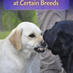 STR- Dog Growls at Certain Breeds — Why Only Those Dogs?