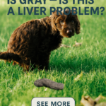 STR- My Dog’s Poop Is Gray — Is This a Liver Problem?