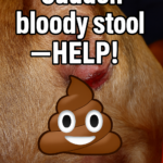 Sudden Bloody Stool in Dogs — What Does It Mean and When Should You Panic?