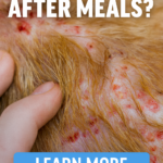 STR- My Dog Gets Itchy After Every Meal — What’s Going On?