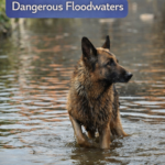 STR- Rescuing a Dog from Dangerous Floodwaters