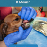 STR- Dog Breath Smells Like Ammonia — What Does It Mean?