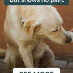 STR- My Dog Is Limping but Shows No Pain — Should I Be Concerned?