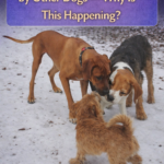 STR- My Dog Gets Bullied by Other Dogs — Why Is This Happening?