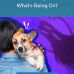 STR- My Dog Suddenly Acts Like He’s Seeing Ghosts — What’s Going On?