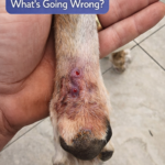 STR- My Dog’s Wound Is Not Healing — What’s Going Wrong?