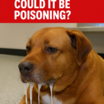Dog Drooling Excessively — Could It Be Poisoning?