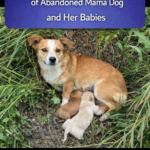STR- Unbreakable Bond: The Heartwarming Rescue of a Brave Mama Dog and Her Puppies
