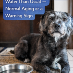 STR- Senior Dog Drinking More Water Than Usual — Normal Aging or a Warning Sign?
