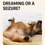 STR- Dog Runs in His Sleep — Dreaming or a Seizure?