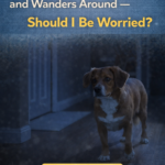 STR- My Dog Wakes Up at Night and Wanders Around — Should I Be Worried?