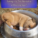 STR- Dog Sleeps Immediately After Eating — Is This Normal or a Warning Sign?