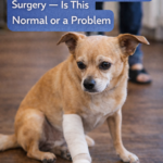 STR- Dog Refuses to Walk After Surgery — Is This Normal or a Problem?