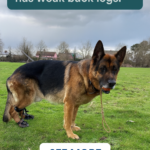 STR- My German Shepherd Has Weak Back Legs — What Could Be Wrong?