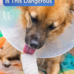 STR- Dog Licking Bandage Constantly — Is This Dangerous?