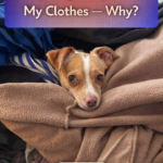 STR- My dog sleeps on my clothes—why?