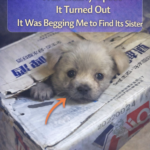 STR- The Silent Plea: A Rescue Journey of Two Stray Siblings