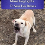 STR- Abandoned and Alone: Mama Dog Fights to Save Her Babies
