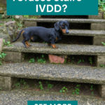STR- My Dachshund Refuses Stairs — Could This Be IVDD?