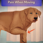 STR- Dog Whining Like He’s in Pain When Moving — What Could Be Wrong?