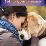 STR- Dog Follows Me More When I’m Sad — Why Does This Happen?