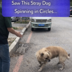 STR- “The Final Sanctuary”: The Heart-Wrenching Rescue of a Senior Dog Left to Die