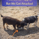 STR- A Sweet “Attack”: Rescuing Abandoned Puppies by the Roadside