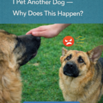 STR- My Dog Gets Jealous When I Pet Another Dog — Why Does This Happen?