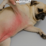 STR- My Dog’s Skin Turns Pink After Walks — Is This Normal or a Sign of Something Wrong?