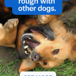 STR- My Dog Plays Too Rough With Other Dogs — Is This Normal or a Problem?