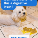 STR- Dog Threw Up Food From Last Night — Is This a Digestive Issue?