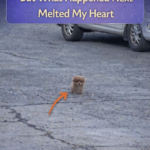 STR- I Told Him Not to Come Closer, But What Happened Next Melted My Heart