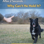 STR- My Dog Breaks “Stay” After 2 Seconds — Why Can’t He Hold It?