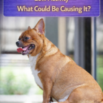 STR- Sudden Dog Weight Gain With Low Activity — What Could Be Causing It?