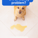 STR- Dog Peeing Foam — UTI or Kidney Problem?