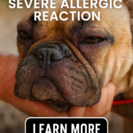 STR- My Dog Breaks Out in Hives Randomly — What’s Causing These Sudden Skin Reactions?