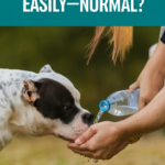 STR- My Bully Overheats Easily — Is This Normal or Dangerous?