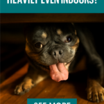 STR- My Rottweiler Pants Heavily Even Indoors — Normal or a Warning Sign?