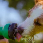 Dog Always Thirsty — Could It Be Diabetes?