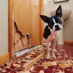 Dog Scratches the Door When Home Alone — What Does It Mean?
