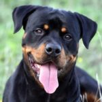 My Rottweiler Pants Heavily Even Indoors — Normal or a Warning Sign?