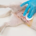 Dog Shaking After Spay — Is This Normal or a Cause for Concern?