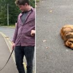 Dog Refuses to Walk After Surgery — Is This Normal or a Problem?