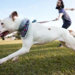 My Dog Lunges at People on Walks — Why Is This Happening?