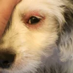 My dog allergic to dust?