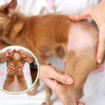 Dog Losing Fur in Patches — Should I Be Worried?