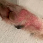 My Dog’s Paws Are Turning Brown from Licking — What Does It Mean?