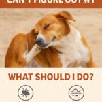 Why Is My Dog Scratching Nonstop? 5 Common Causes Every Pet Parent Should Know