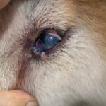 Dog’s Eye Suddenly Cloudy — Is This an Emergency?